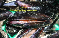 /album/galleria-foto-galleria-fotografica/phoca-thumb-l-cozze-mytilus-galloprovincialis-jpg/